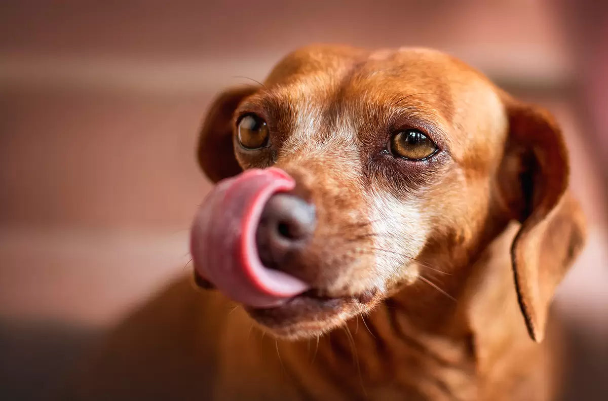 ¿Por qué los perros lamen y cómo detenerlo si es molesto? ¿Por qué los perros lamen y cómo detenerlo si es molesto?